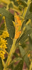 Coleosporium