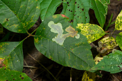 Cameraria guttifinitella