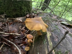 Tricholomopsis decora