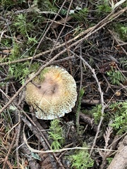 Agaricus augustus