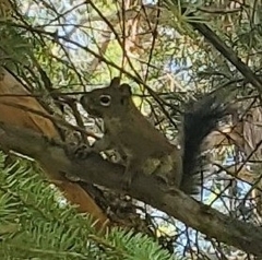 Tamiasciurus fremonti