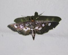 Desmia subdivisalis