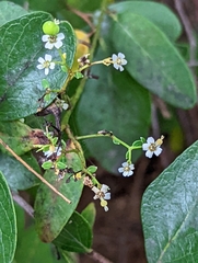 Euphorbia pubentissima