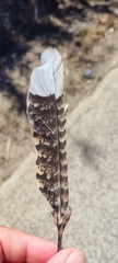 Caprimulgus europaeus
