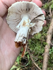 Agaricus augustus
