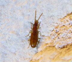 Zuphioides longicolle