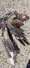 Caprimulgus europaeus