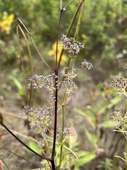 Galium boreale
