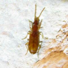 Zuphioides longicolle