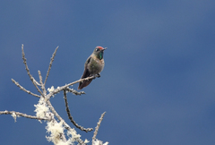 Chalcostigma ruficeps