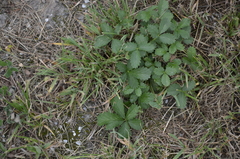 Potentilla intermedia