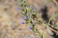 Trichostema lanceolatum