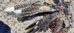 Caprimulgus europaeus