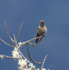 Chalcostigma ruficeps