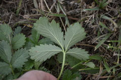 Potentilla intermedia