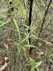 Galium boreale