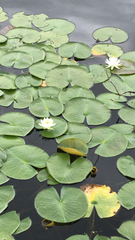 Nymphaea