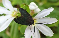 Turneriprocris dolens