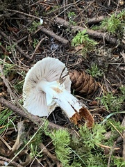 Agaricus augustus
