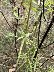 Galium boreale