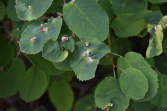 Blaesodiplosis
