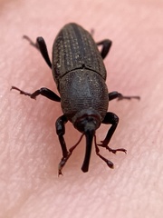 Sphenophorus parvulus