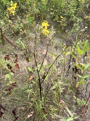 Galium boreale