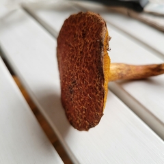 Suillus spraguei