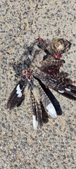 Caprimulgus europaeus