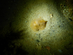 Doriopsilla peculiaris