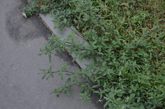 Chenopodium