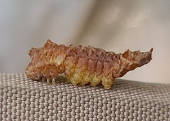 Drepana bilineata