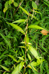 Persicaria hydropiper
