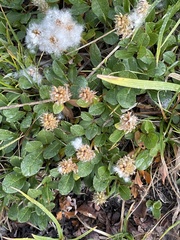 Salix petrophila