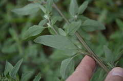 Chenopodium