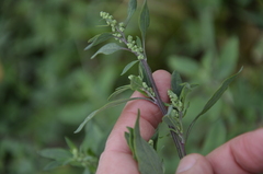 Chenopodium