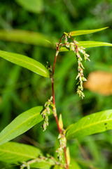 Persicaria hydropiper