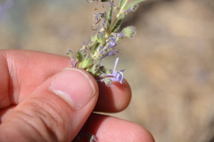 Trichostema lanceolatum