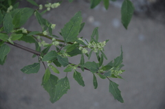 Chenopodium