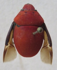 Scutelleridae