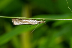 Crambidae