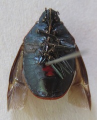 Scutelleridae
