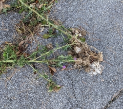 Cirsium vulgare