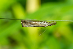 Crambidae