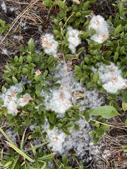 Salix petrophila