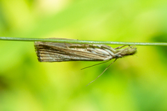Crambidae