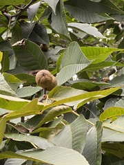 Aesculus flava