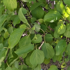 Rhamnus cathartica