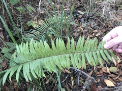 Polystichum munitum