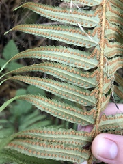 Polystichum munitum